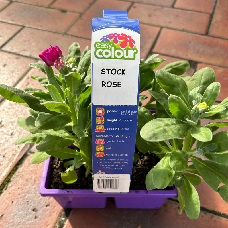 Stock Easy Colour 4 pack