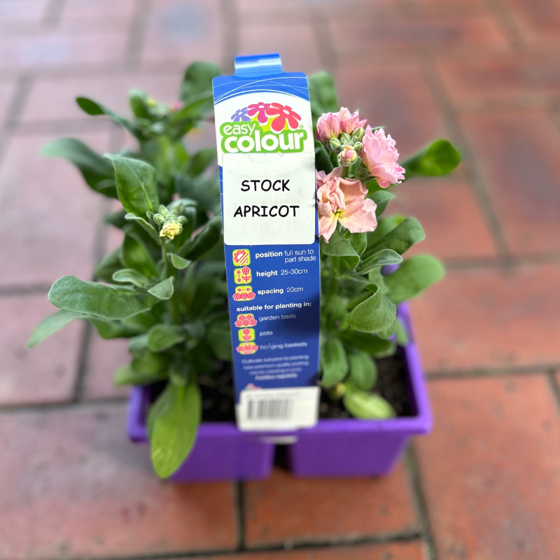 Stock Easy Colour 4 pack