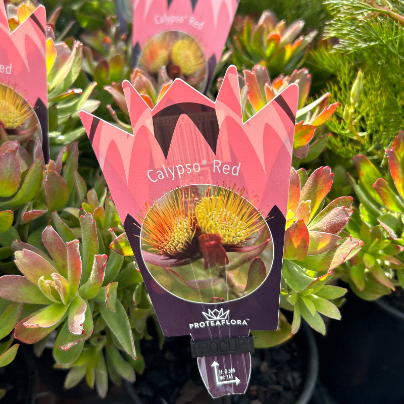 Leucospermum Calypso Red