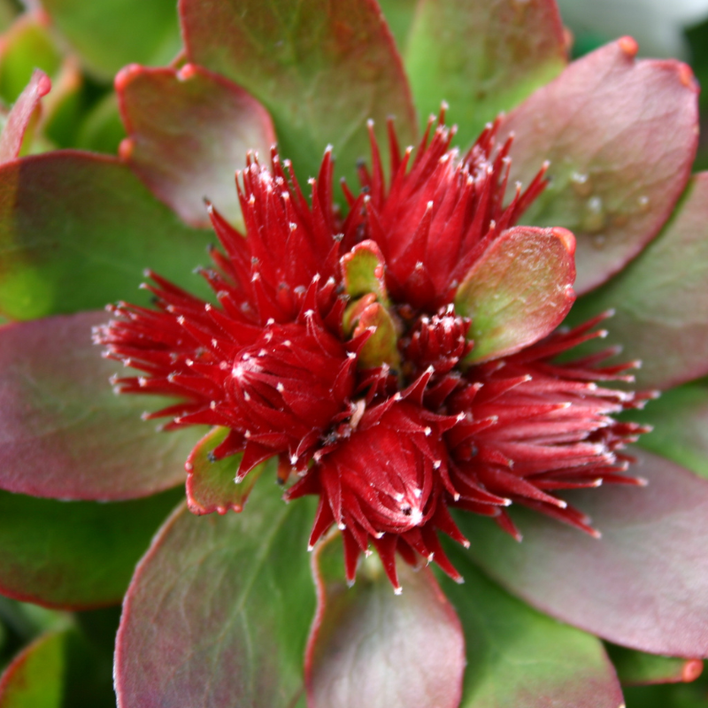 Leucospermum Calypso Red | AcornNursery