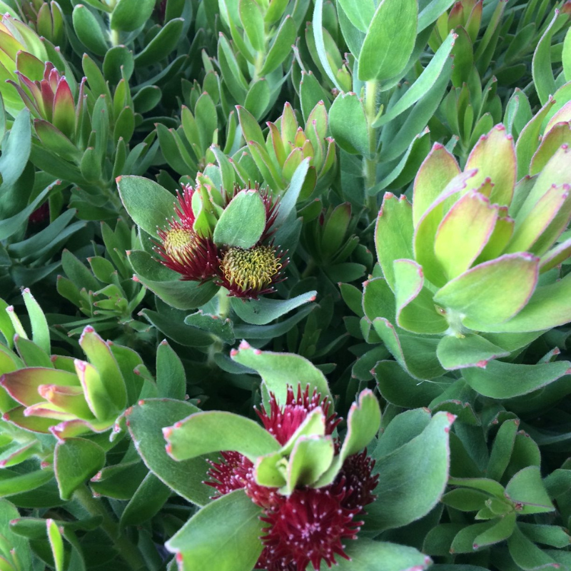 Leucospermum Calypso Red