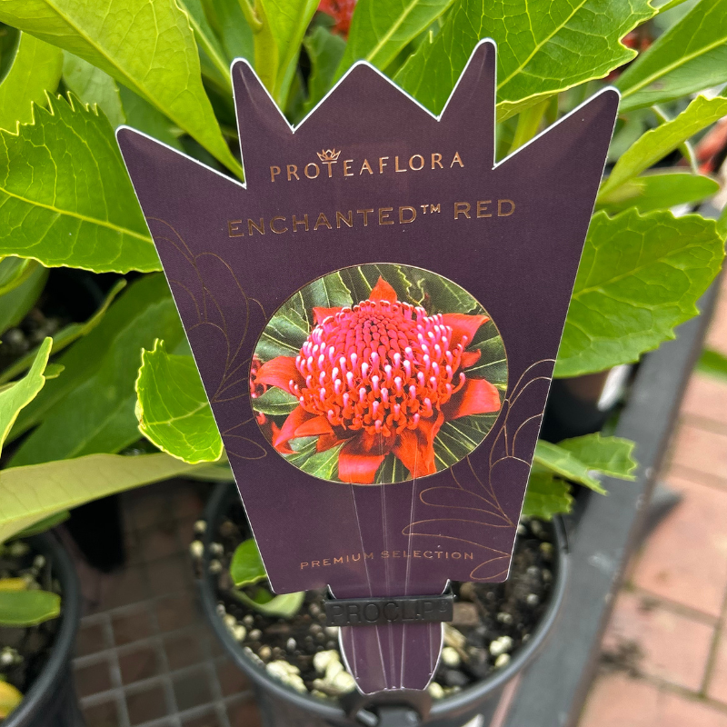 Telopea Enchanted Red