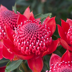 Telopea Enchanted Red