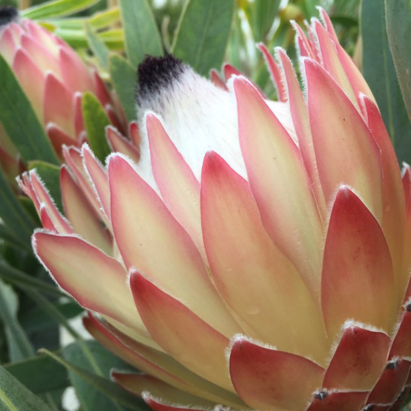 Protea Possum Magic