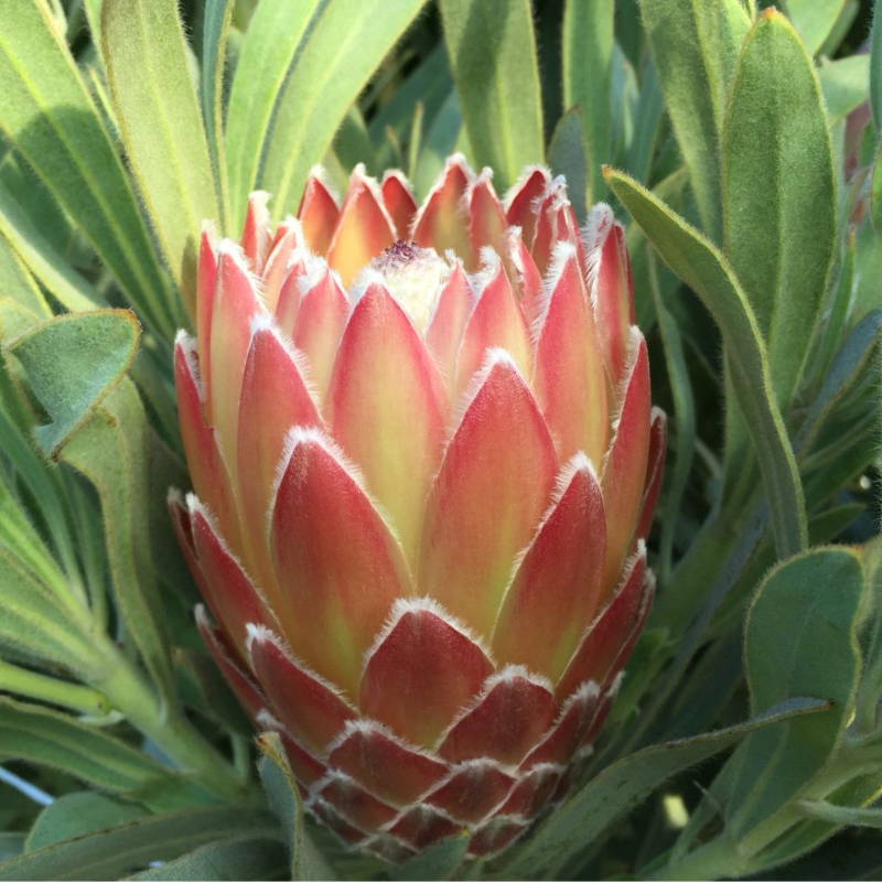 Protea Possum Magic