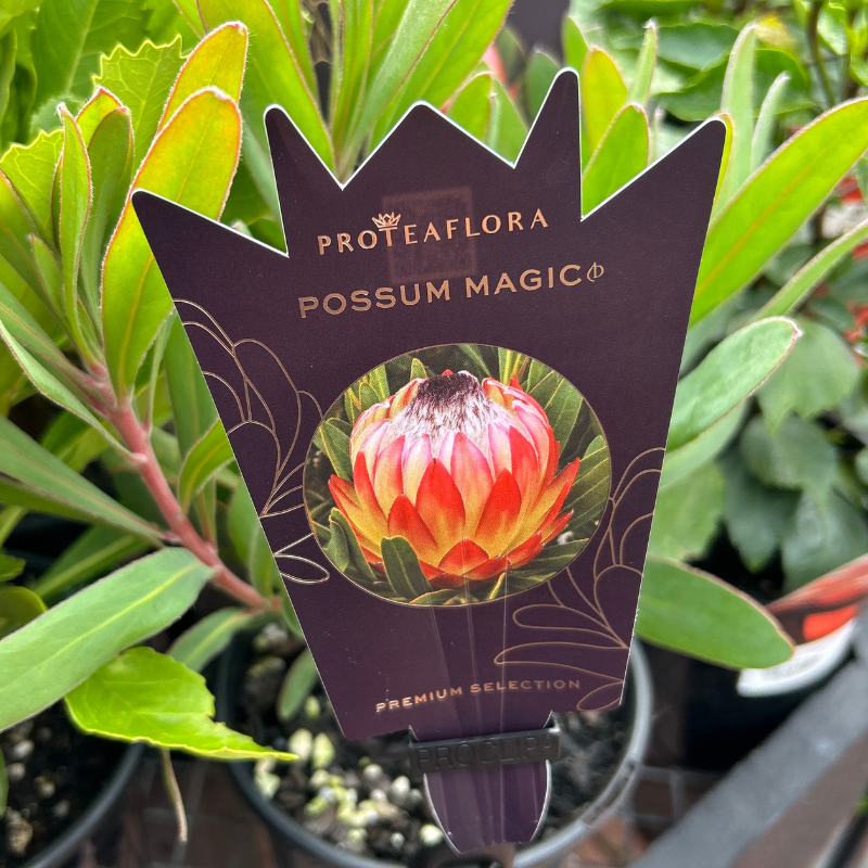 Protea Possum Magic