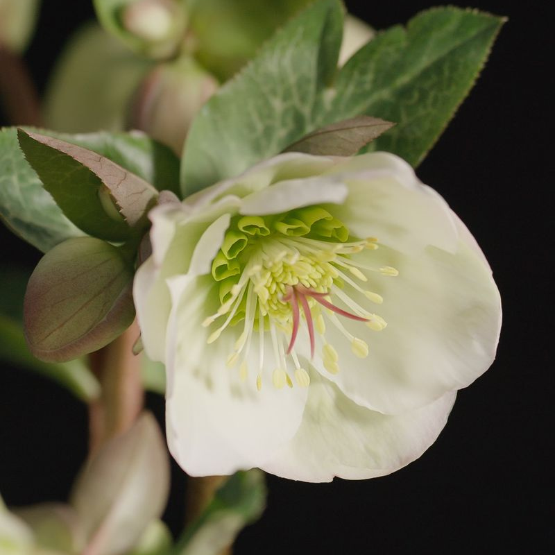 Helleborus Mondance PGA
