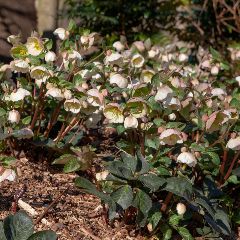 Helleborus Mondance PGA