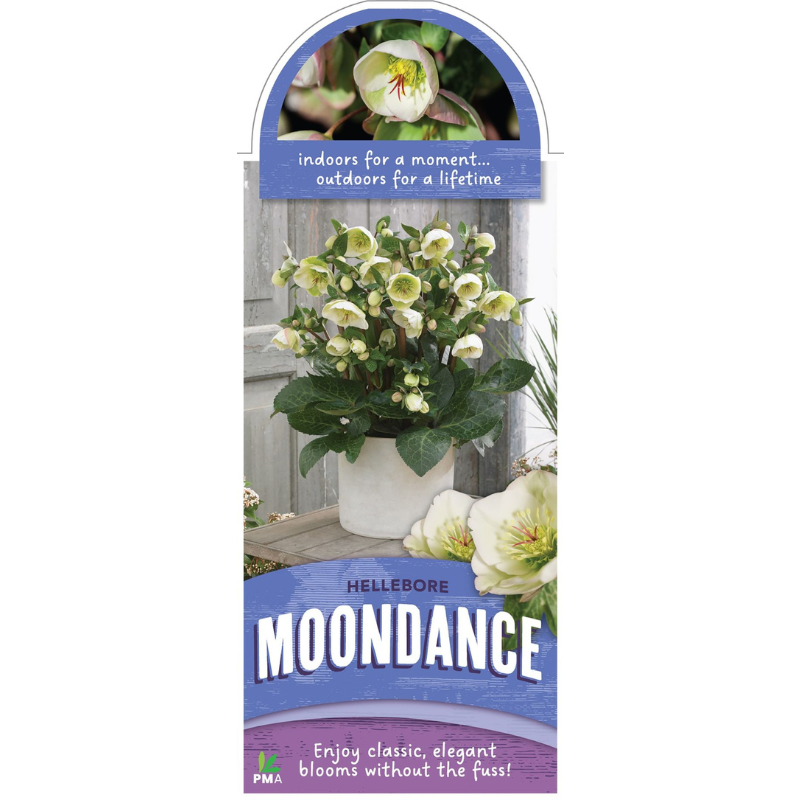 Helleborus Mondance PGA