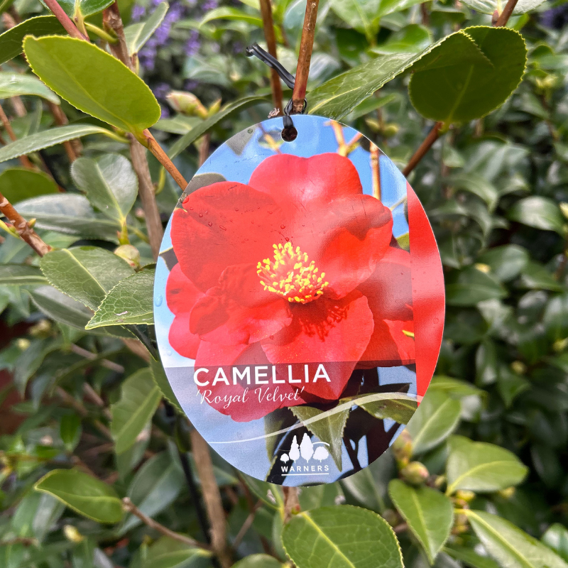 Camellia Royal Velvet