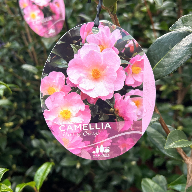 Camellia Nicky Crisp