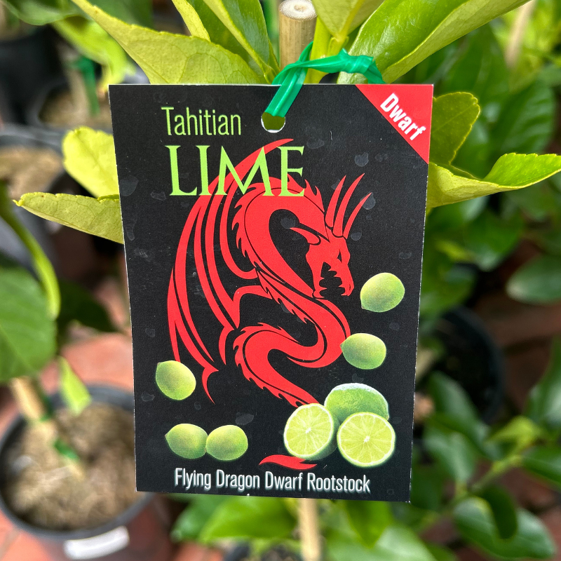 Lime Dwarf Tahitian