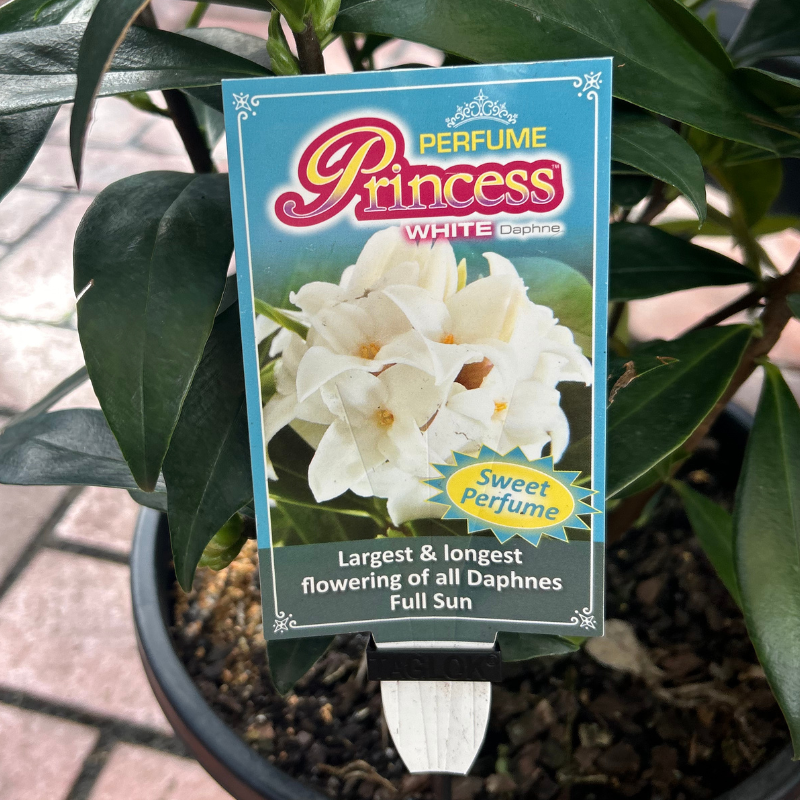 Daphne Perfume Princess White