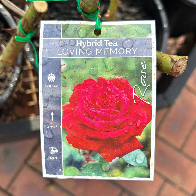Loving Memory Bush Rose