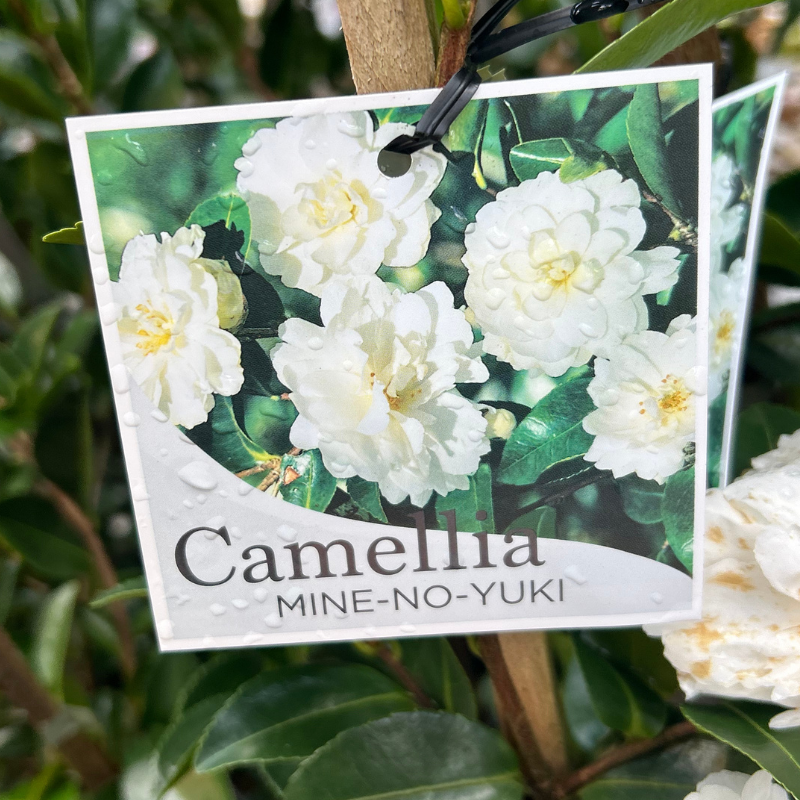 Camellia Mine no Yuki