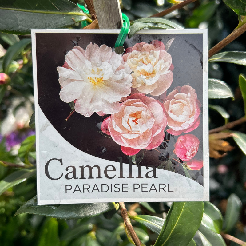 Camellia Paradise Pearl