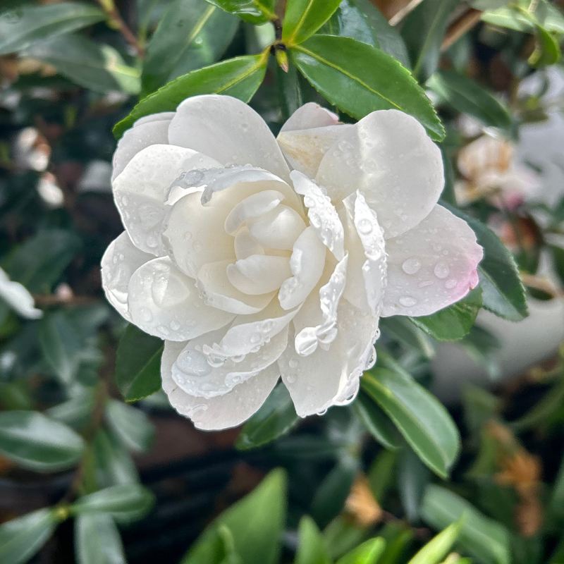 Camellia Paradise Pearl