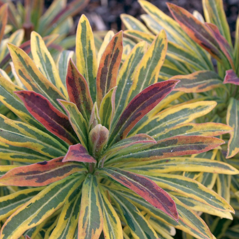 Euphorbia Ascot Rainbow