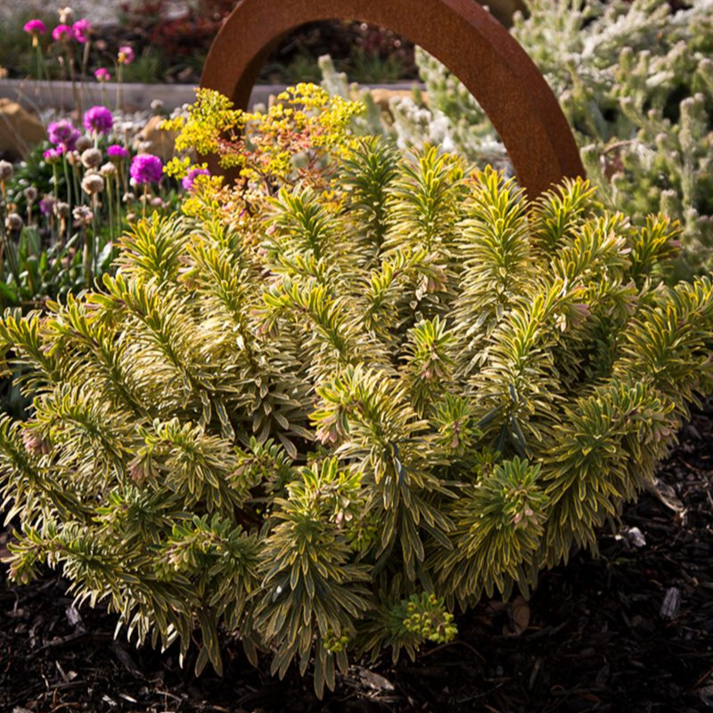 Euphorbia Ascot Rainbow