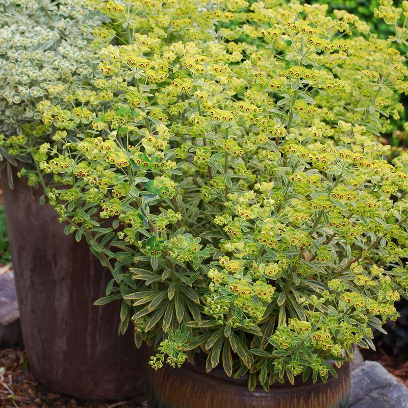 Euphorbia Ascot Rainbow