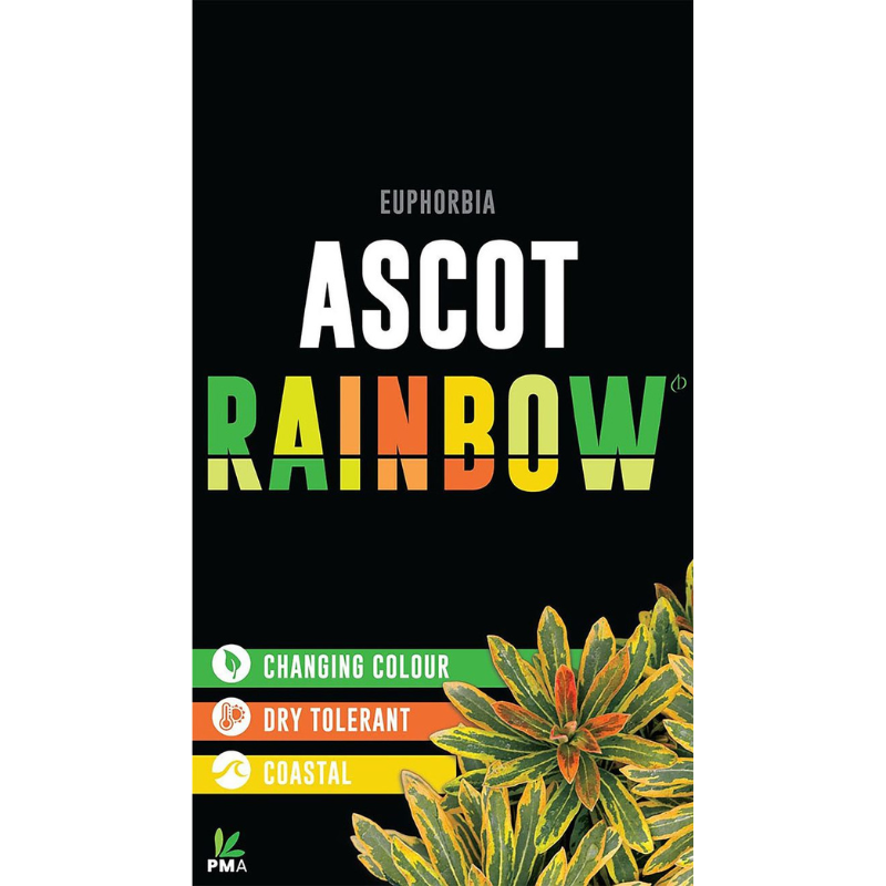 Euphorbia Ascot Rainbow