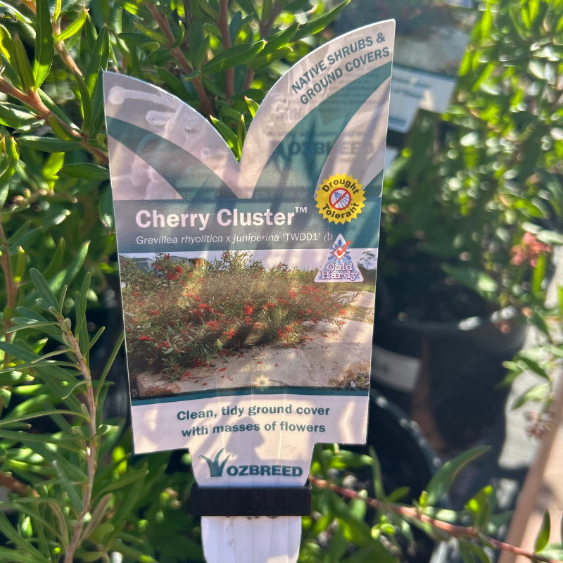 Grevillea Cherry Cluster