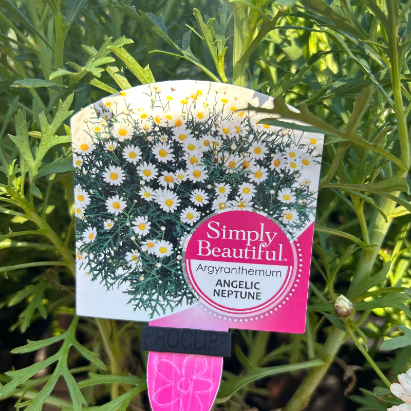 Argyranthemum Angelic Neptune