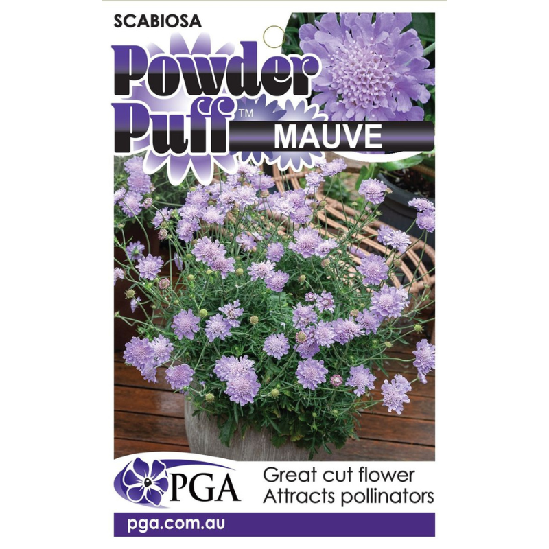 Scabiosa Powder Puff