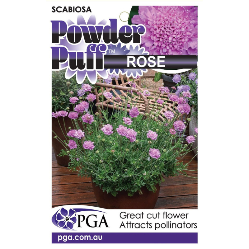Scabiosa Powder Puff
