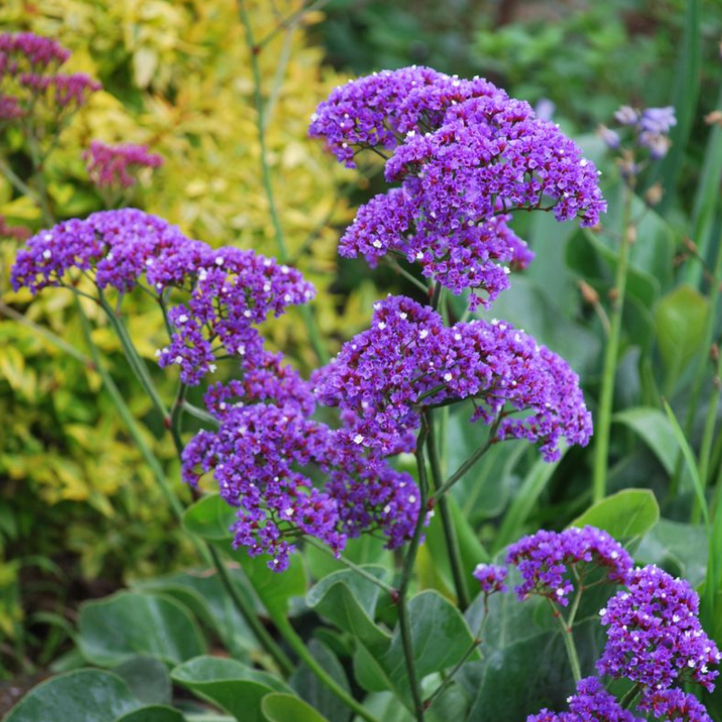 Limonium Perezii Blue PGA