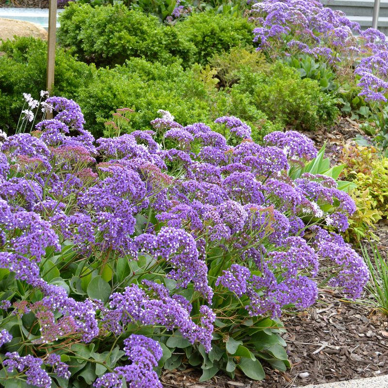 Limonium Perezii Blue PGA