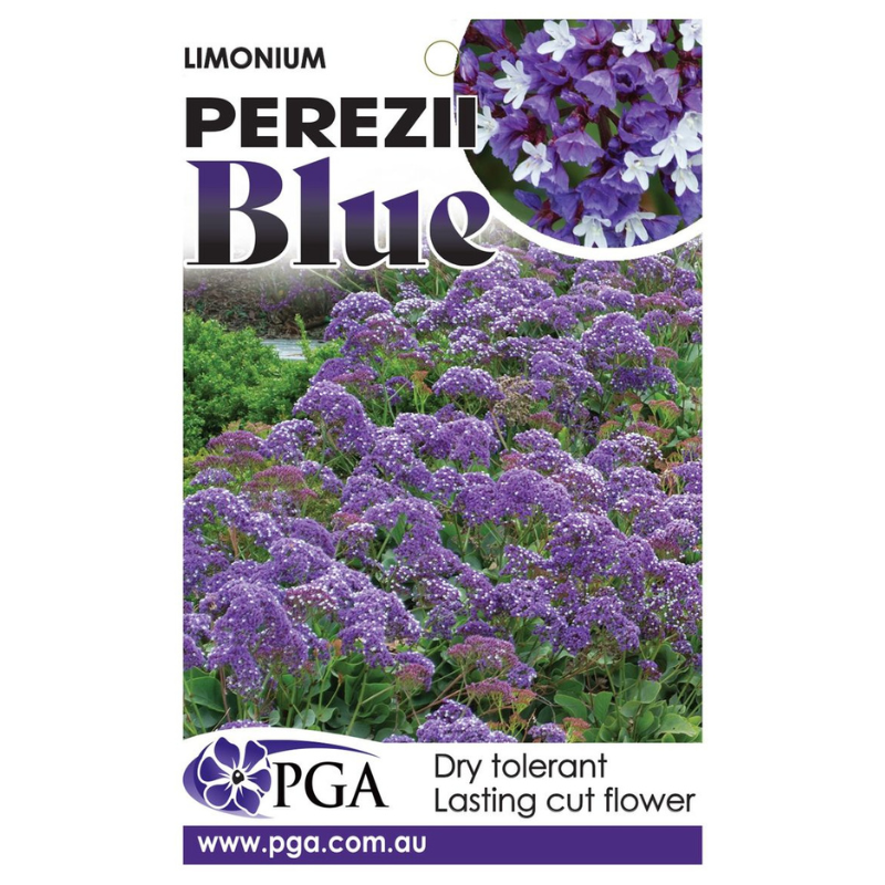 Limonium Perezii Blue PGA