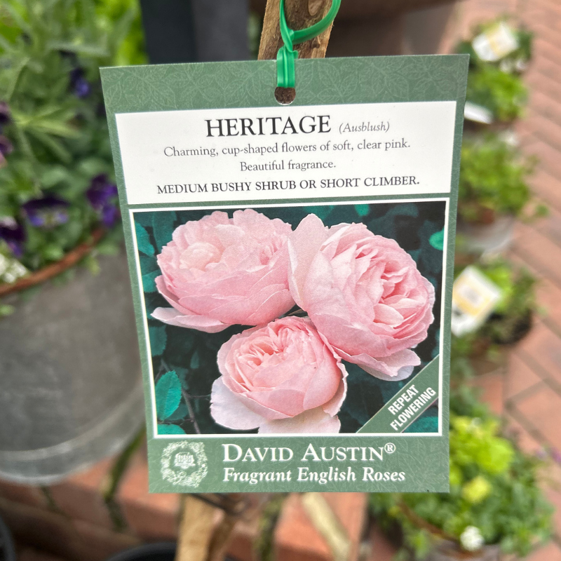 Heritage Standard Rose