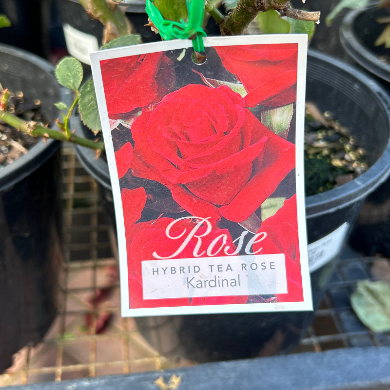 Kardinal Bush Rose