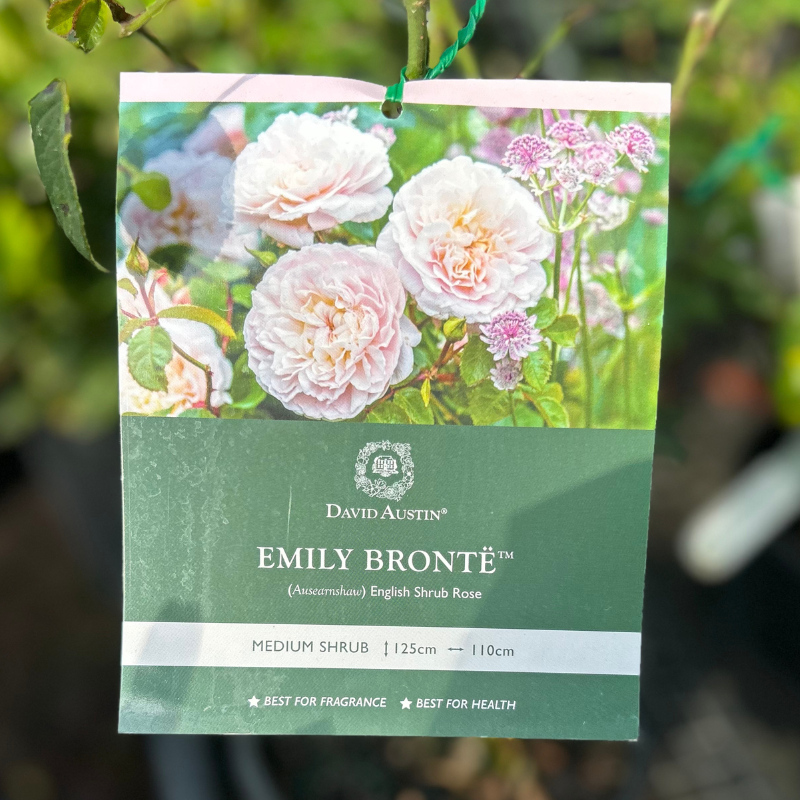Emily Bronte Bush Rose