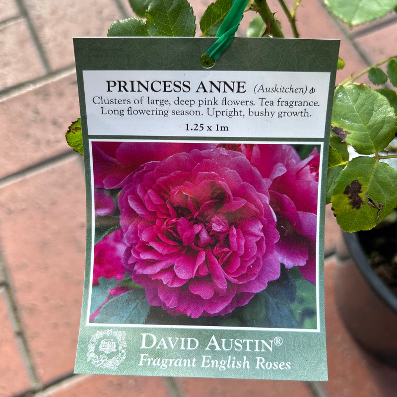Princesse Anne Bush Rose