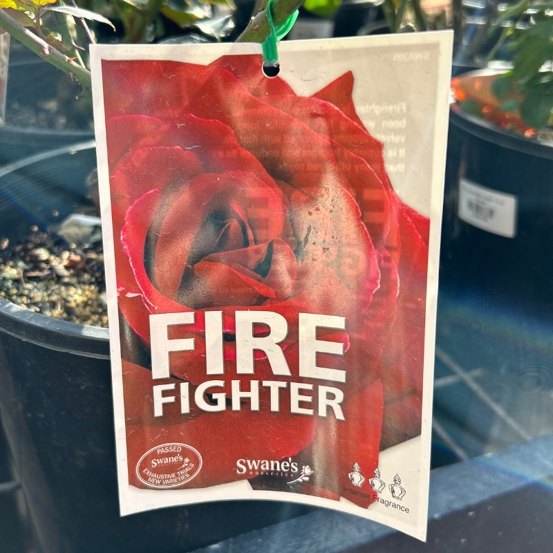 Firefighter Bush Rose