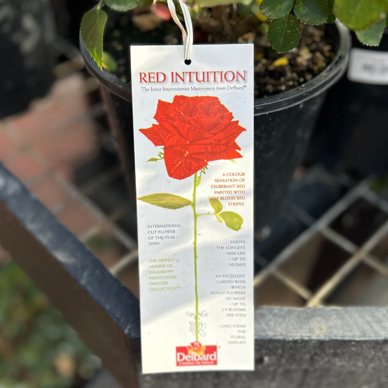 Red Intuition bush rose
