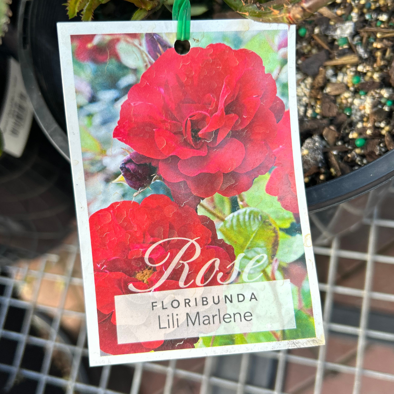 Lili Marlene Bush Rose