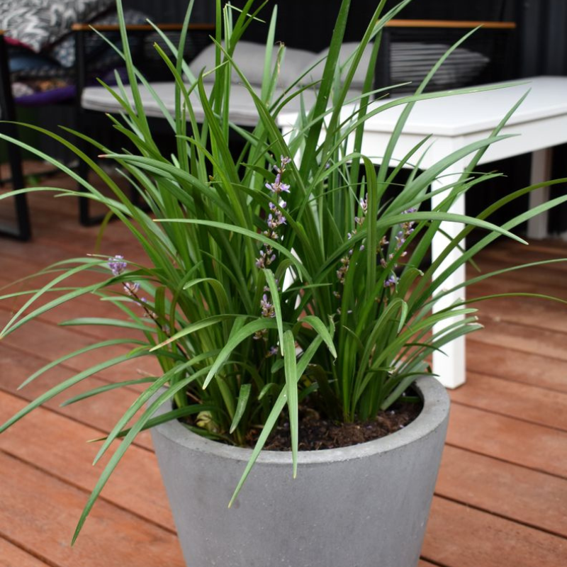 Liriope Evergreen Giant