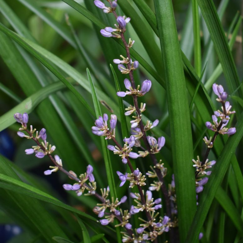 Liriope Evergreen Giant