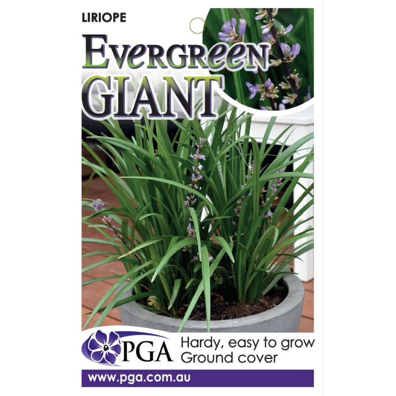Liriope Evergreen Giant