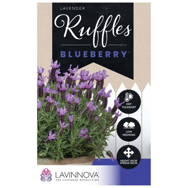 Lavender Blueberry Ruffles