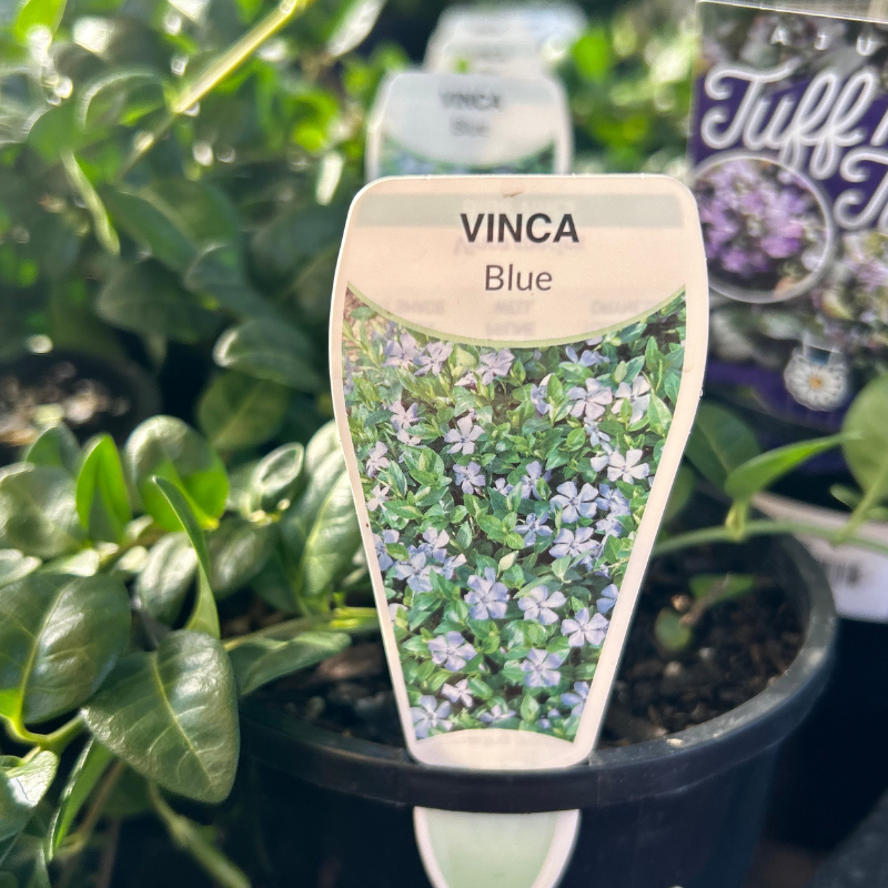 Vinca minor