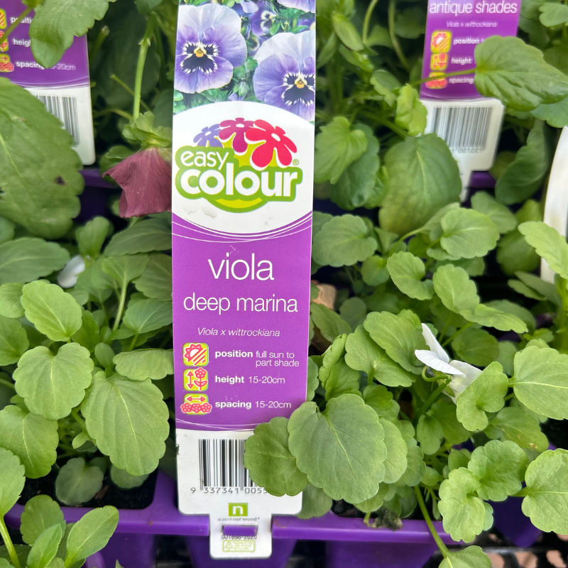 Viola Marina Blue Easy Colour