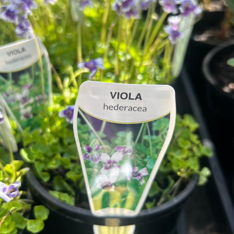 Viola hederacea
