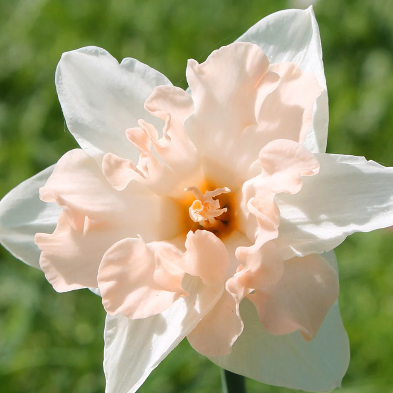 Daffodil Walz