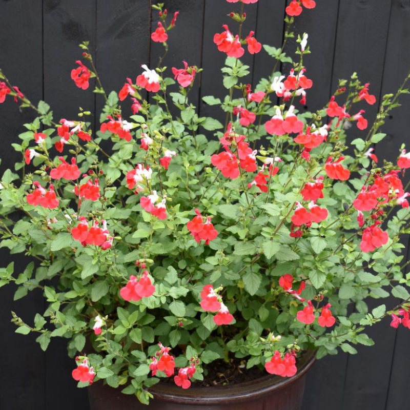 Salvia Hot Lips
