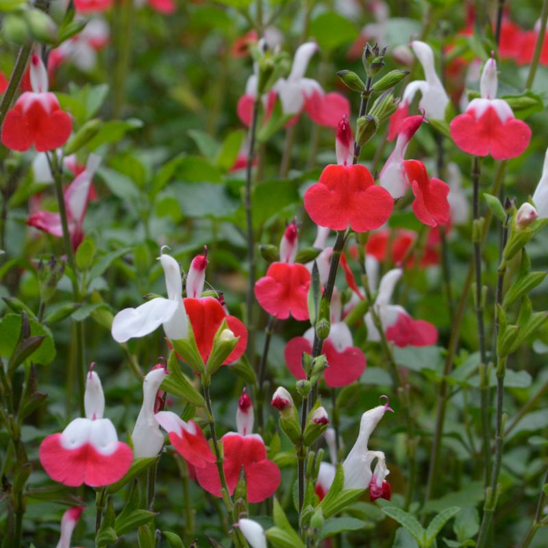 Salvia Hot Lips