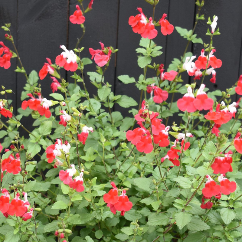 Salvia Hot Lips